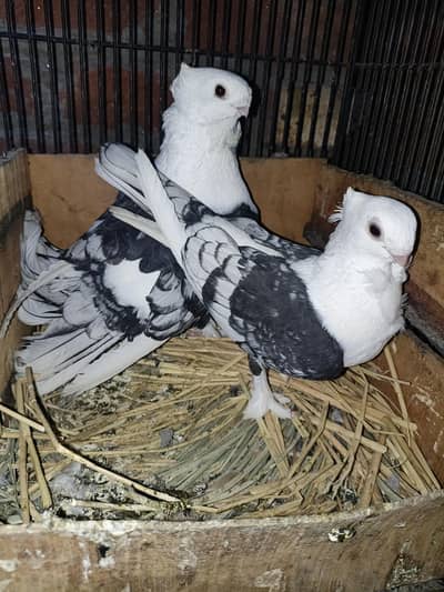 sentient pegion breader pair