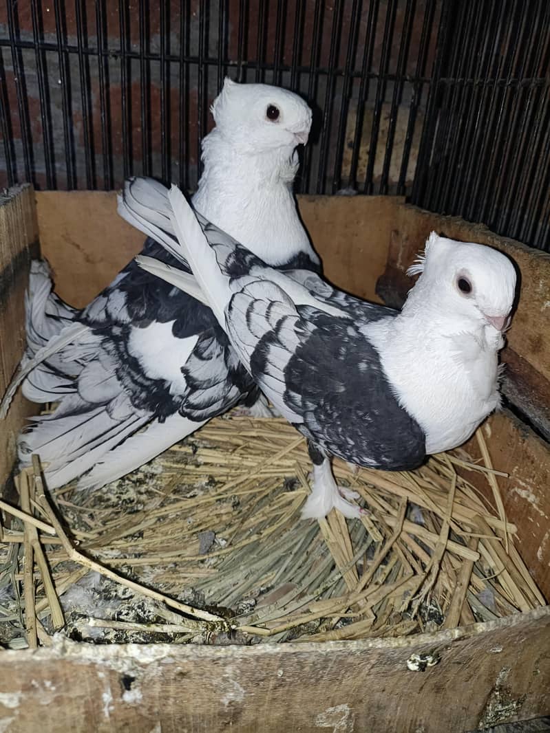 sentient pegion breader pair 0