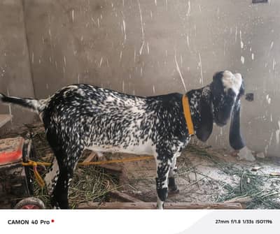 goats