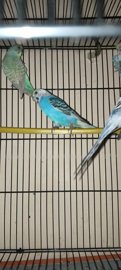 hogoromo breed ha 7 PCs