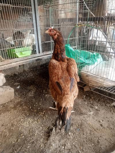 Aseel hens urgent sale aik murgi kurk ha