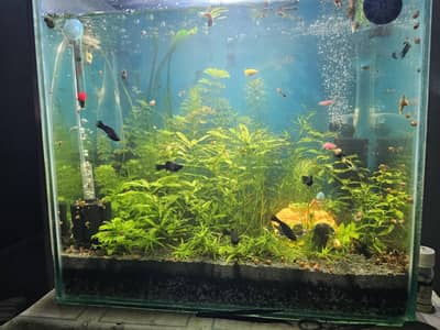 Planted aquarium for sale with Fishes