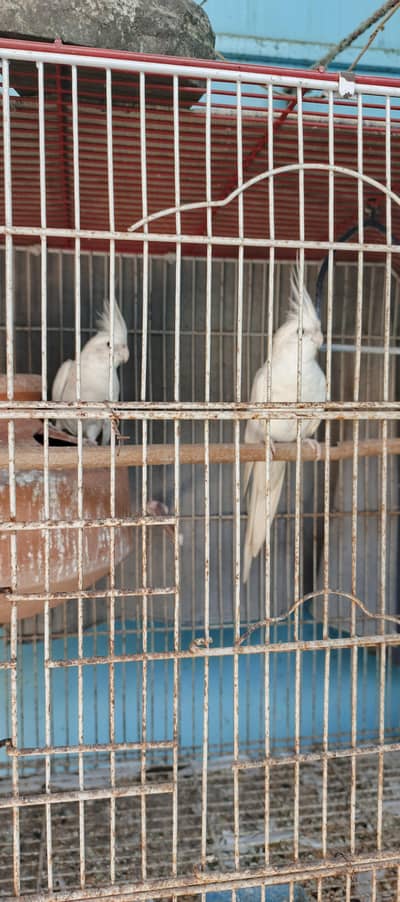 cages and  for sale