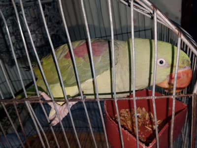 Talking Kashmiri Raw Parrot