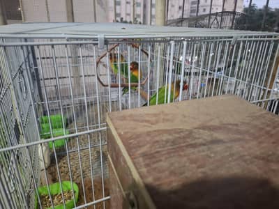 7 fisher for sale. 3 pairs and one extra male with almost new cage