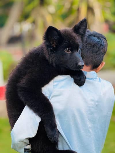 Black shepherd pedigree female puppy