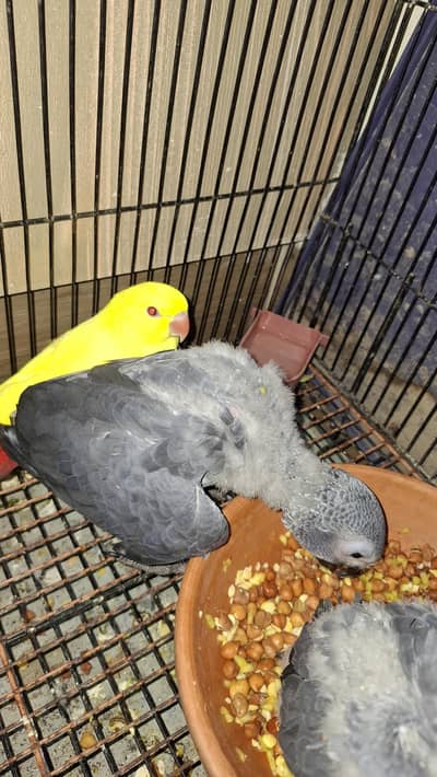african grey parrot chicks