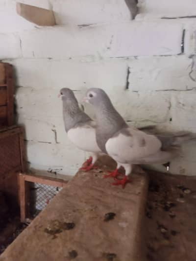 kasni khal guldar. kalyara pair