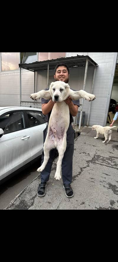 IMPORTED ALABAI PUPPIES AVAILABLE FOR BOOKING
