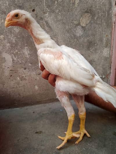 Shamoo Heera pure paper white chick