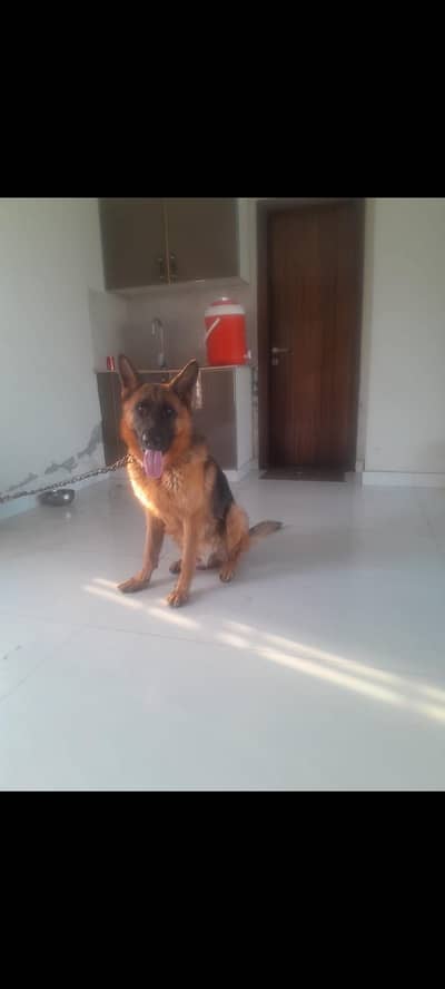 GERMAN SHEPHERD PUPPY AVAILABLE FOR SALE
