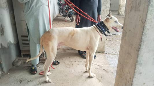 Katha 31 inch shikar ki guarantee
