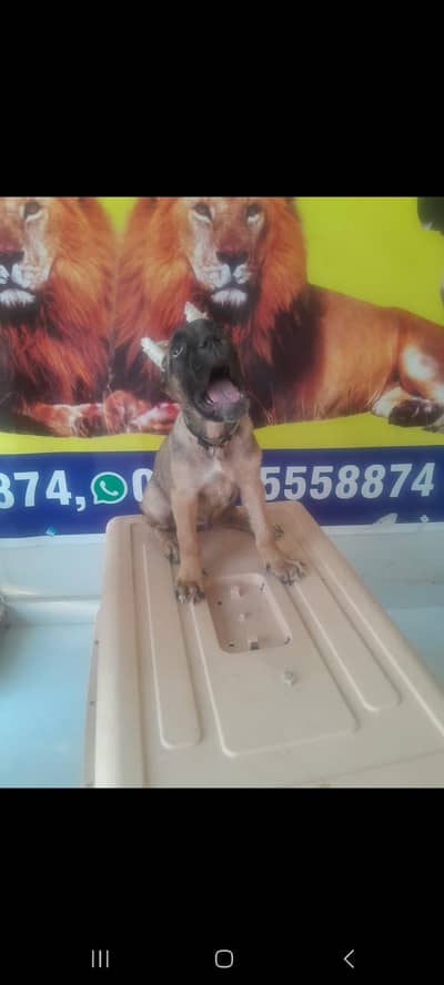 IMPORTED CANE CORSO PUPPIES AVAILABLE FOR BOOKING