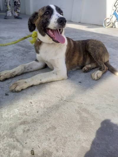 dog for sale