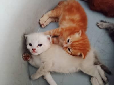 Persian kittens