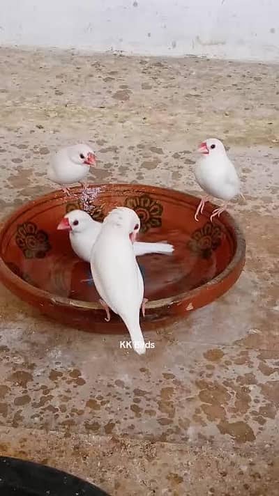 Java white finch