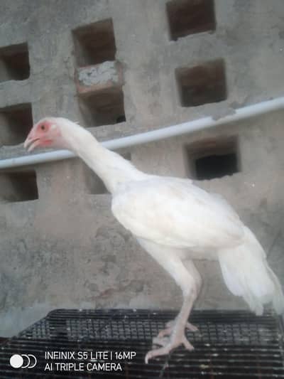 White aseel Heera female paper white for sale
