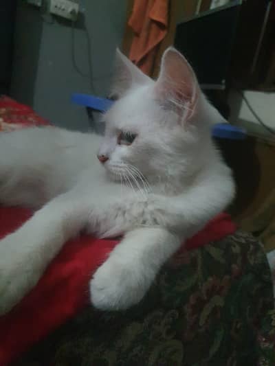 white persian kittens pair