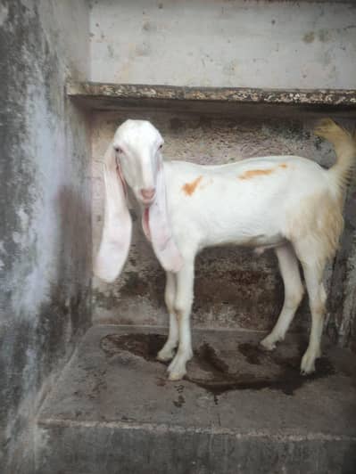khassi bakra rajan puri white eyes