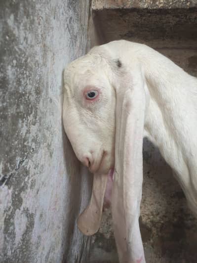 khassi bakra rajan puri white eyes