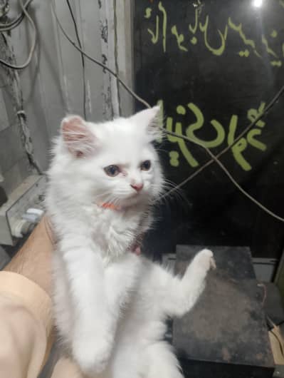 kitten for sale
