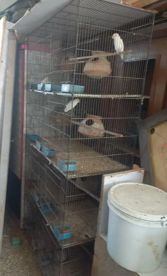Albino Persnata Red Eye breeder pairs with cage — photo 2