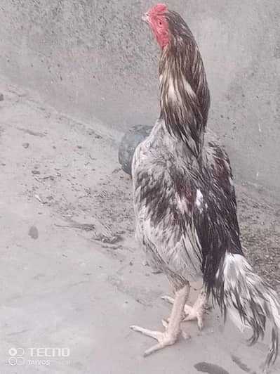 Aseel hen 03004149729