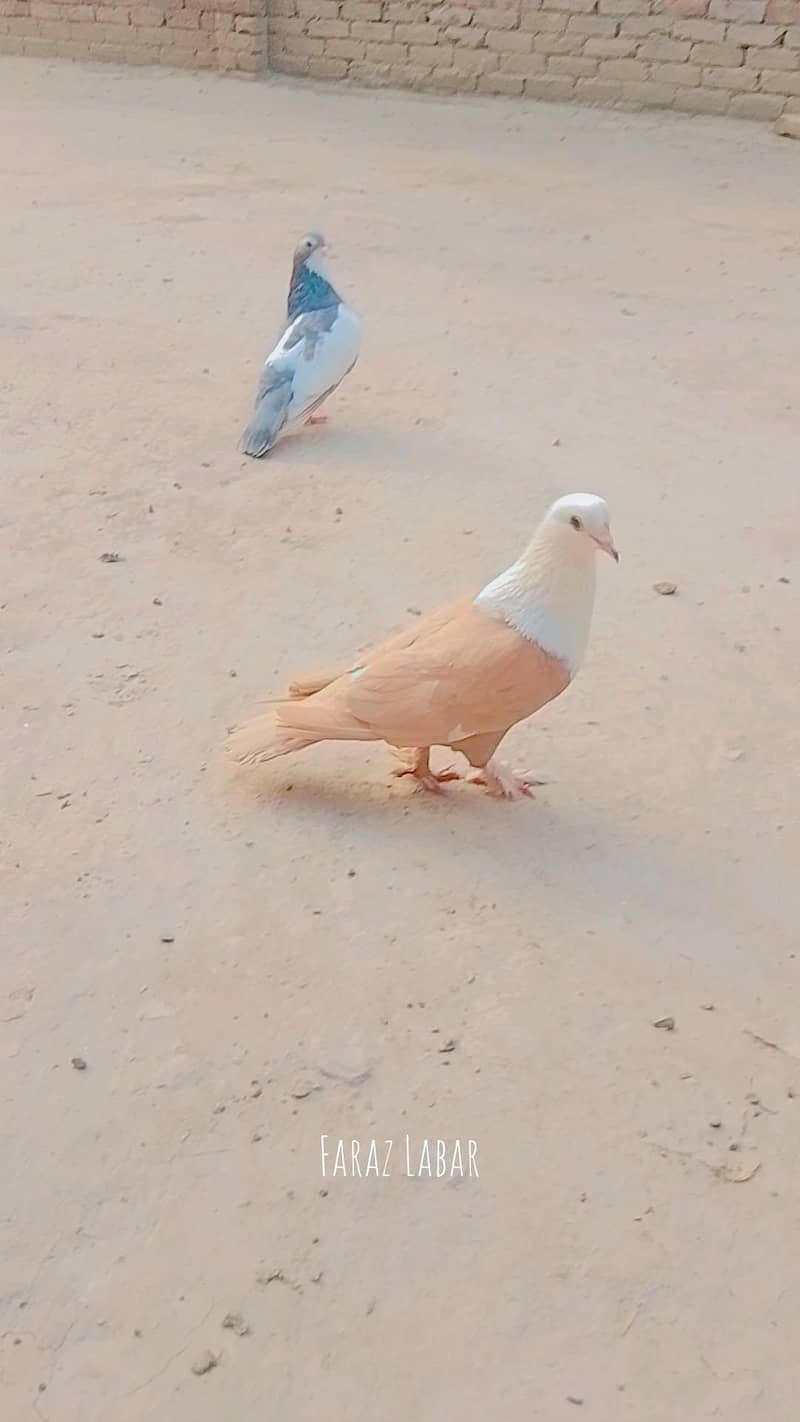 03096928927 3