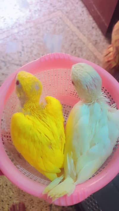 parrots for sale