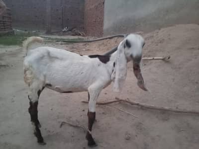 Desi bakra