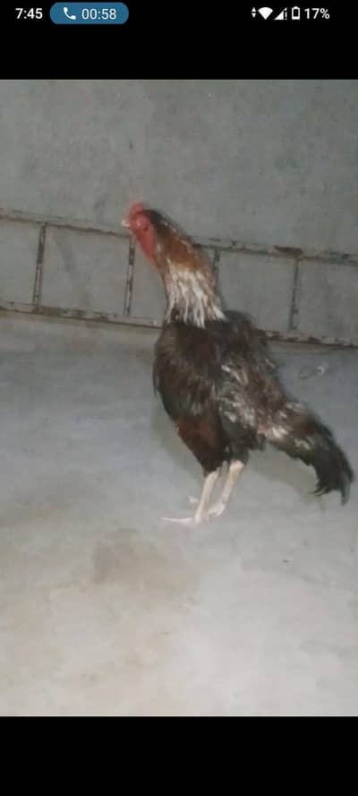 aseel for sale