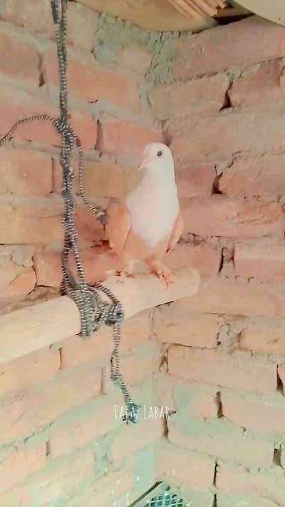 Faraz Ahmed F