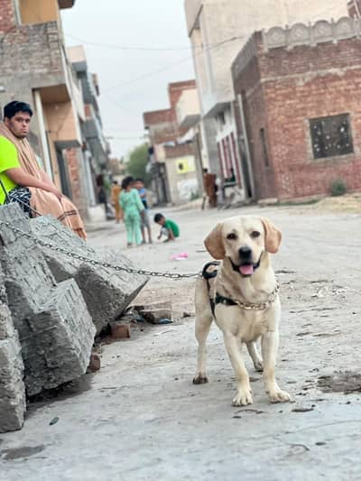 Amican labrador
