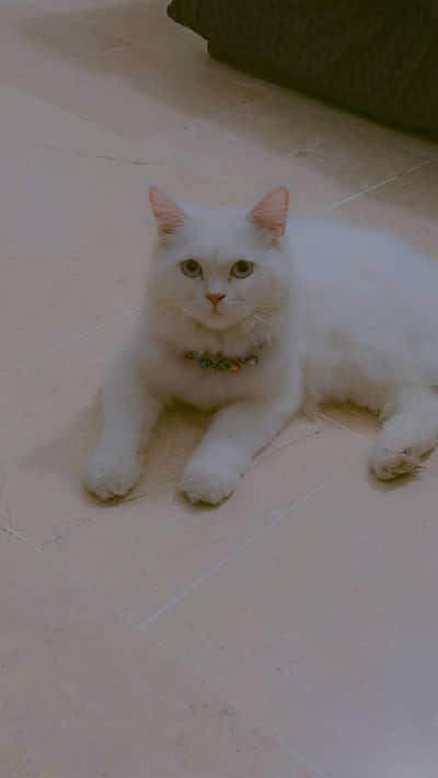 Persian cat