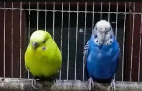 budgie pair