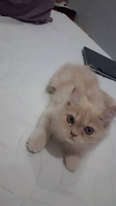 Persian male kitten