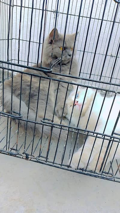 Persian cat. for sale
