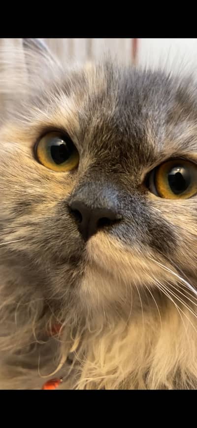 Persian triple colour cat
