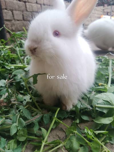 angura rabit 03165410021