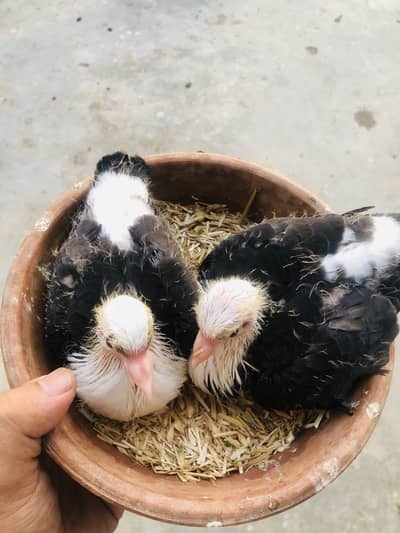 Karbalai chicks