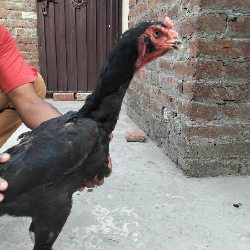 shamo 3