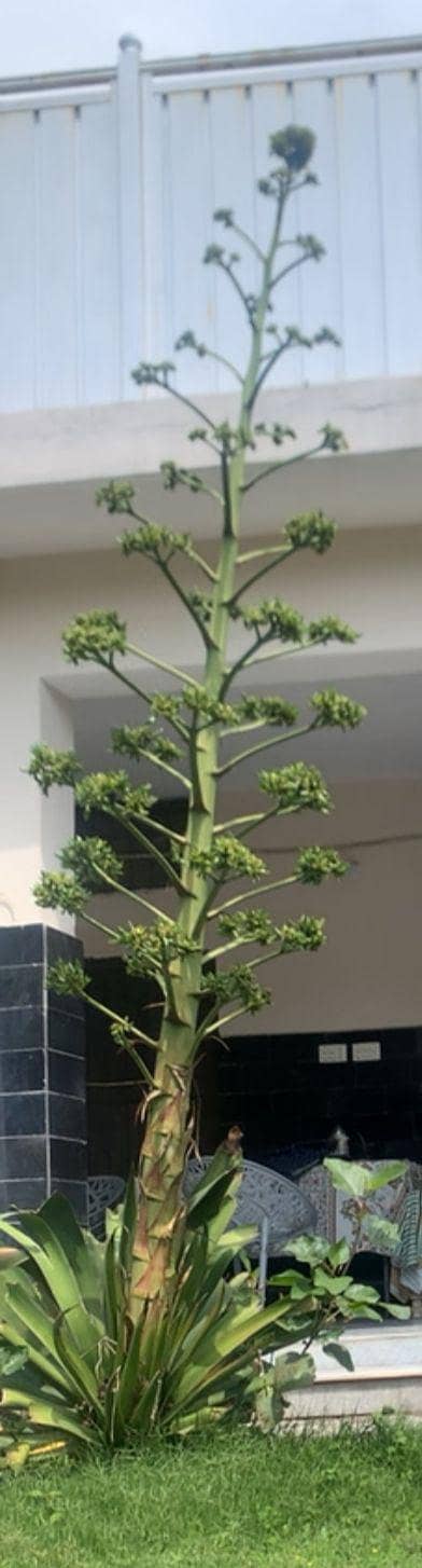 plant sampling 0