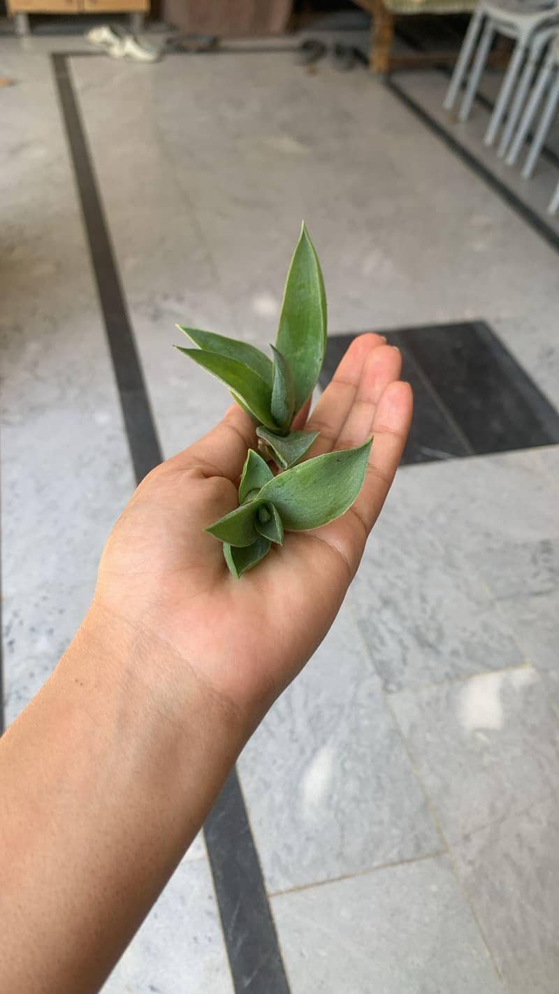 plant sampling 1