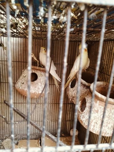 cocktail breeder pair
