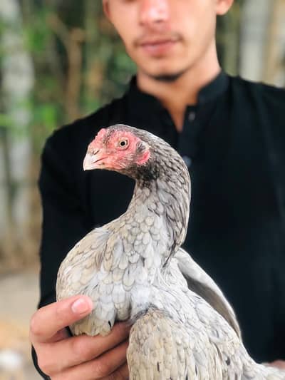 Aseel breeder murgi