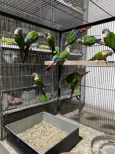 Pipenl conour colony for sale non dna all oky breeder