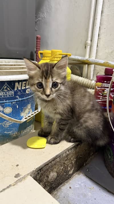 persian mix breed kittens for adoption