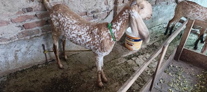 Makhi Cheeni Goats