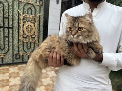 8 Months old double coated Siberian litre trained active female cat