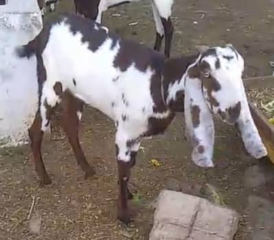 Bakri for sale